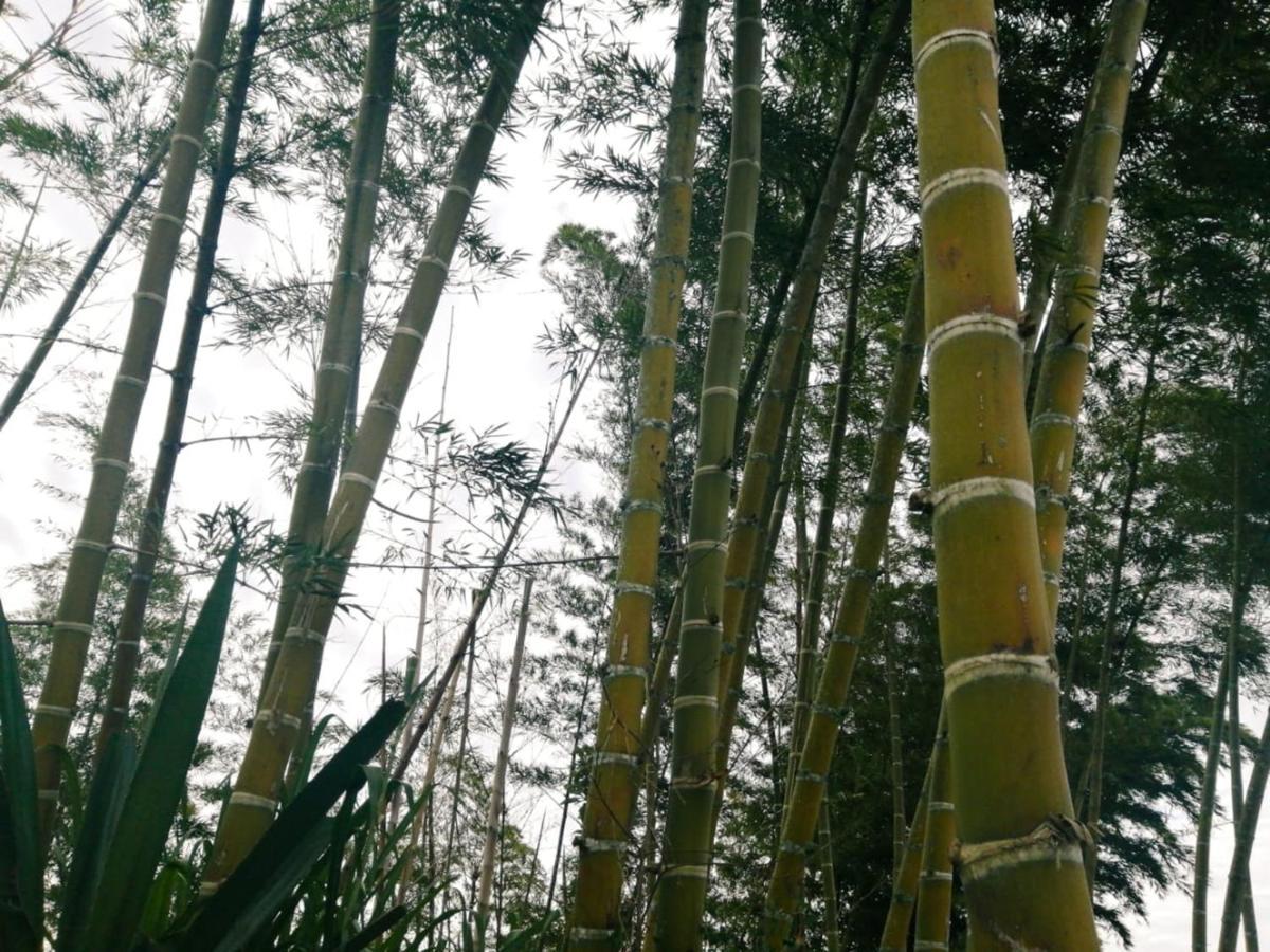 Vista Hermosa Eco Hostal Carmen de Viboral 外观 照片